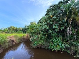 Un río flanqueado por densa vegetación y árboles.