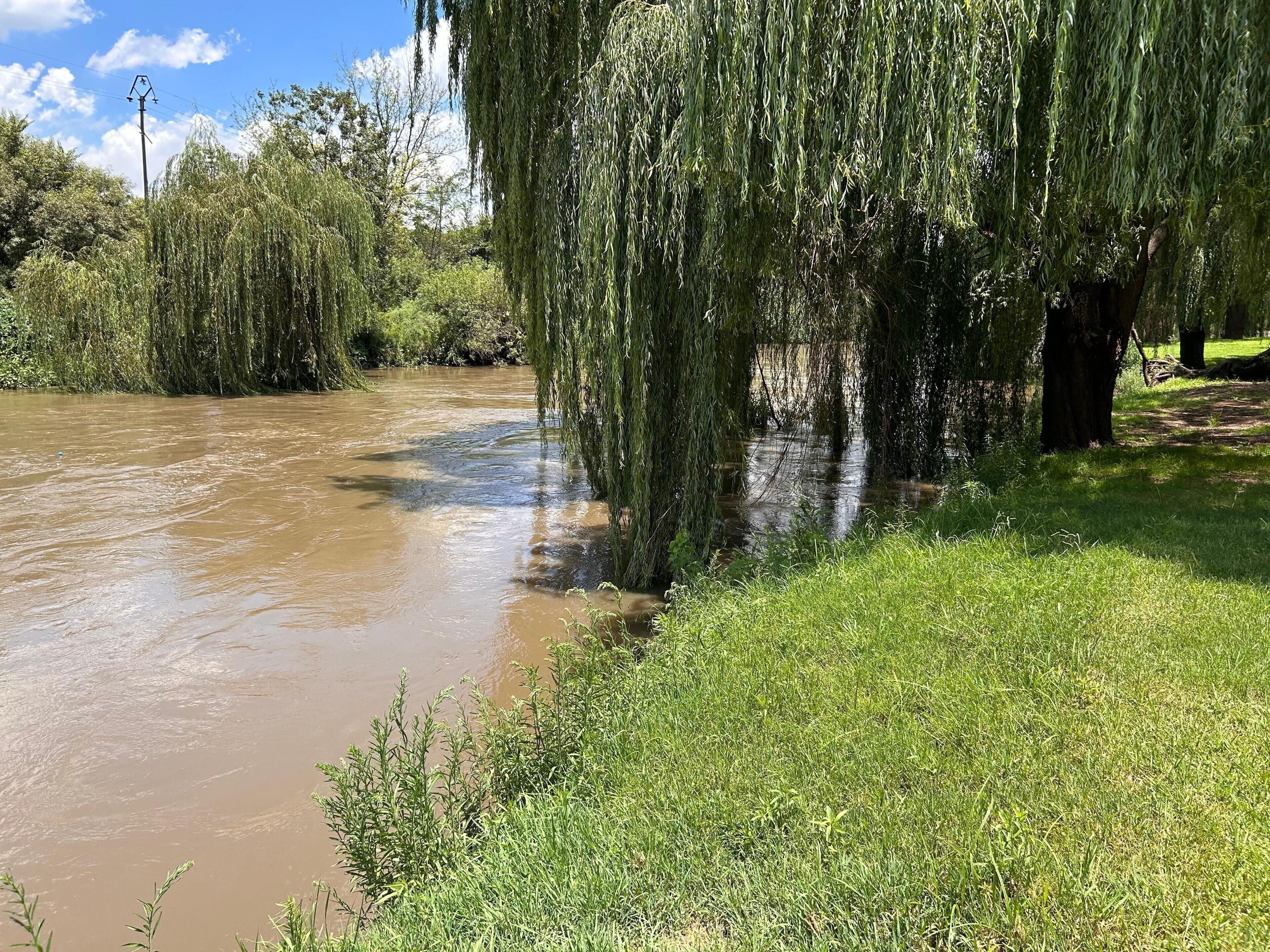 Une rivière dont les branches pendent au-dessus de l’eau, une rive herbeuse et un arbre.