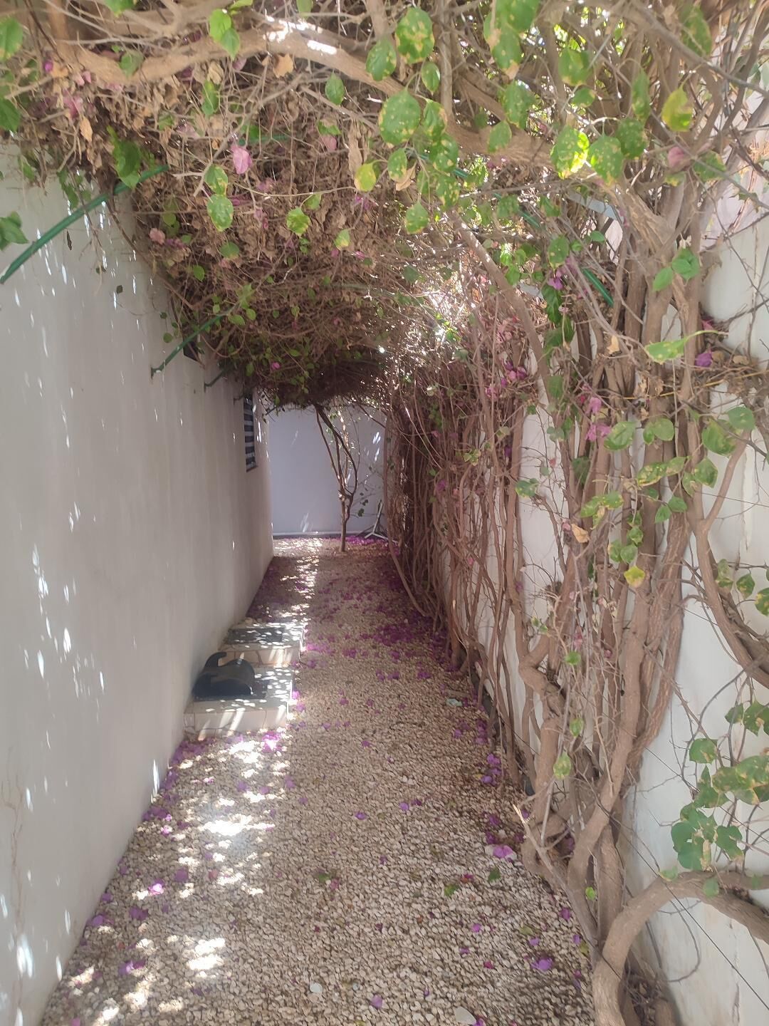 Un estrecho callejón con un sendero de grava, cubierto de hiedra y pétalos de flores esparcidos.