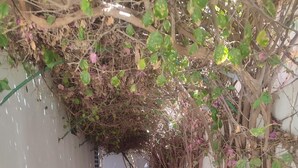 A narrow alleyway with a gravel path, overgrown with vines and covered with scattered flower petals.