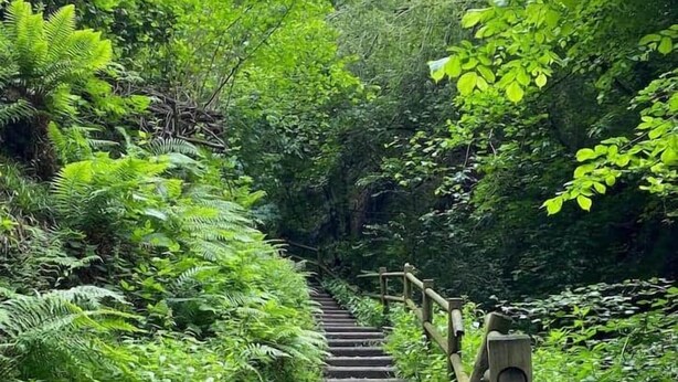 A wooden staircase surrounded by lush greenery. - Historic Apartment near center + Free Parking (Como)