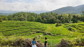 Campos de arroz en terrazas con dos personas de pie al frente.