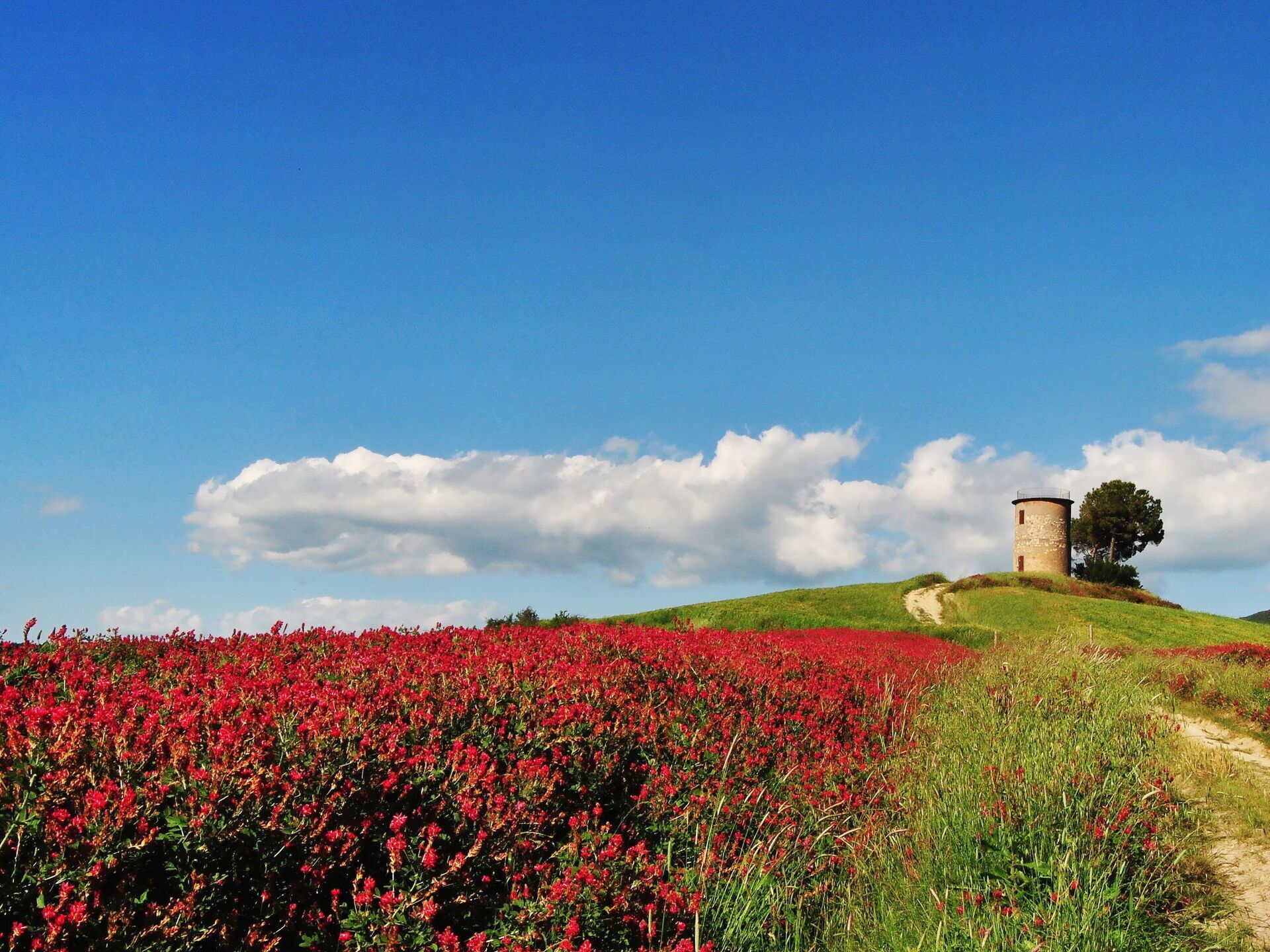A tower on a hill with a field of red flowers in the foreground.