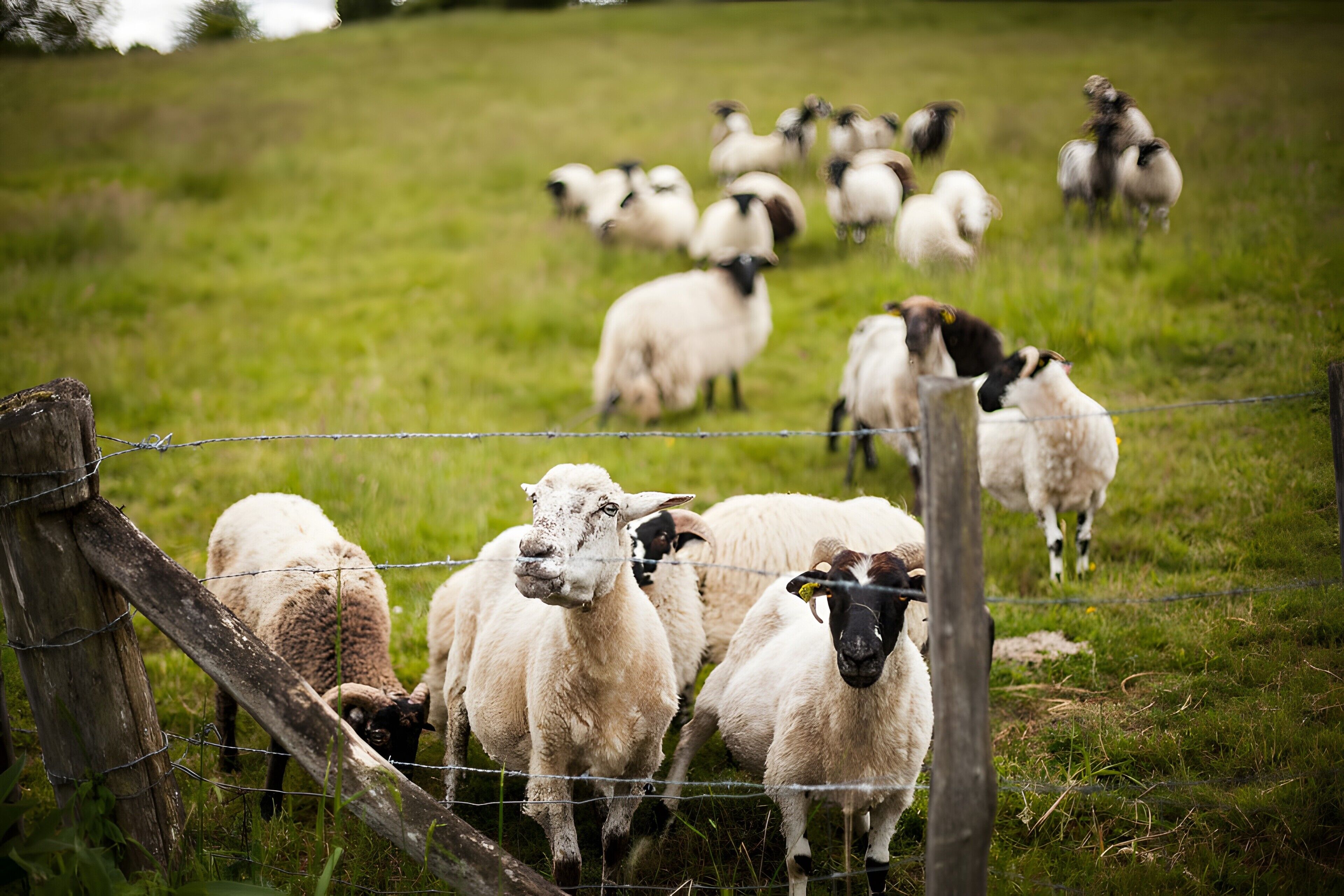 A group of sheep in a grassy field with a wooden fence.