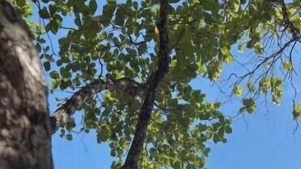 Una playa con un árbol al frente, una silla en la arena y el océano al fondo.