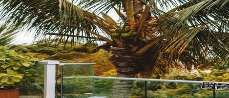 A swimming pool with a palm tree and a sign warning not to sit on the edge.