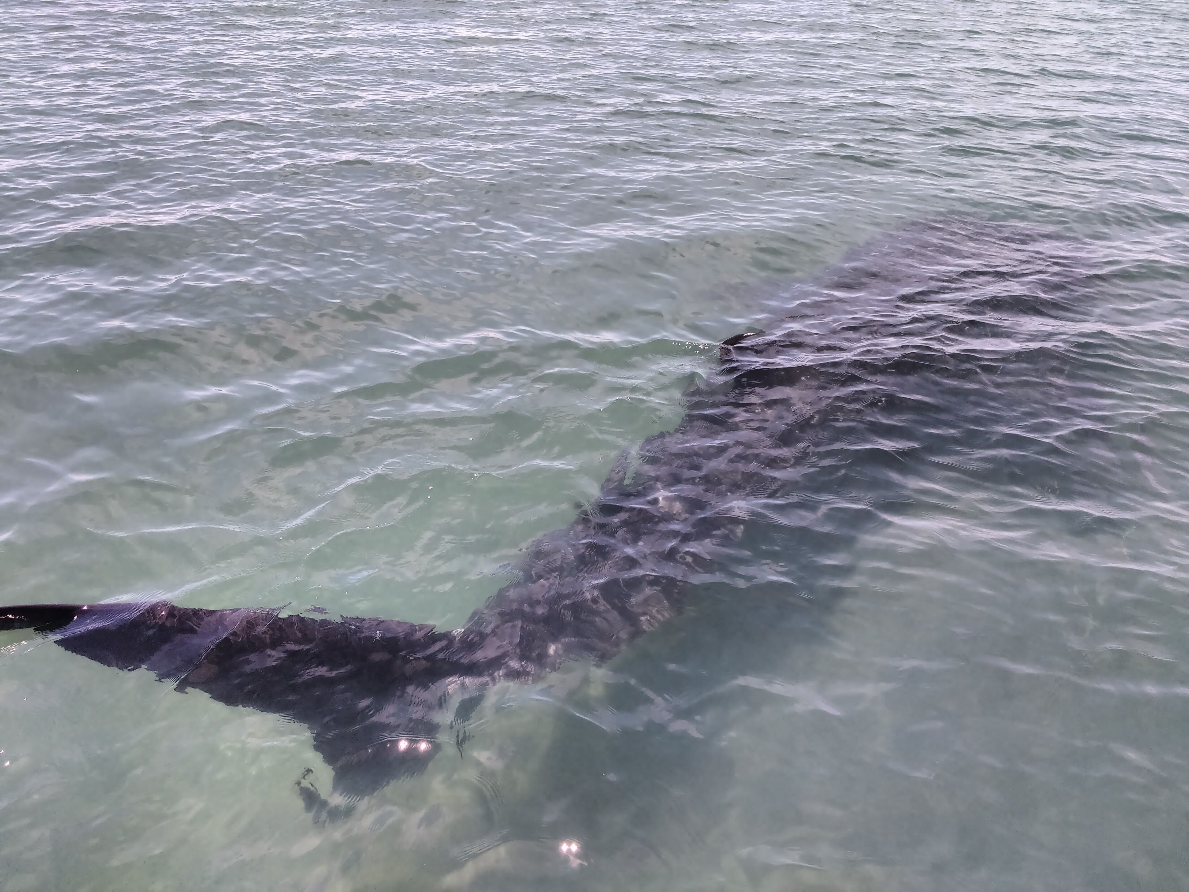 A large shark swimming in clear water.