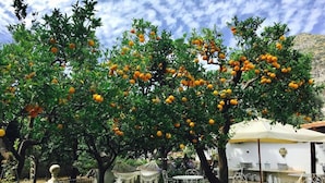 An outdoor seating area with tables and chairs, surrounded by trees bearing fruit. - Palazzo Cacace Relais (Meta)