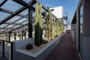 A rooftop garden with cacti and a glass walkway. - Chic Roma Norte Studio w/ Private Balcony (Mexico City)