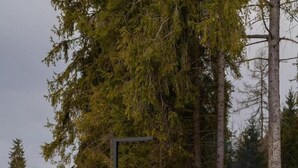 Een rond zitgedeelte buiten met een vuurkuil, omringd door sneeuw, met hoge bomen op de achtergrond.
