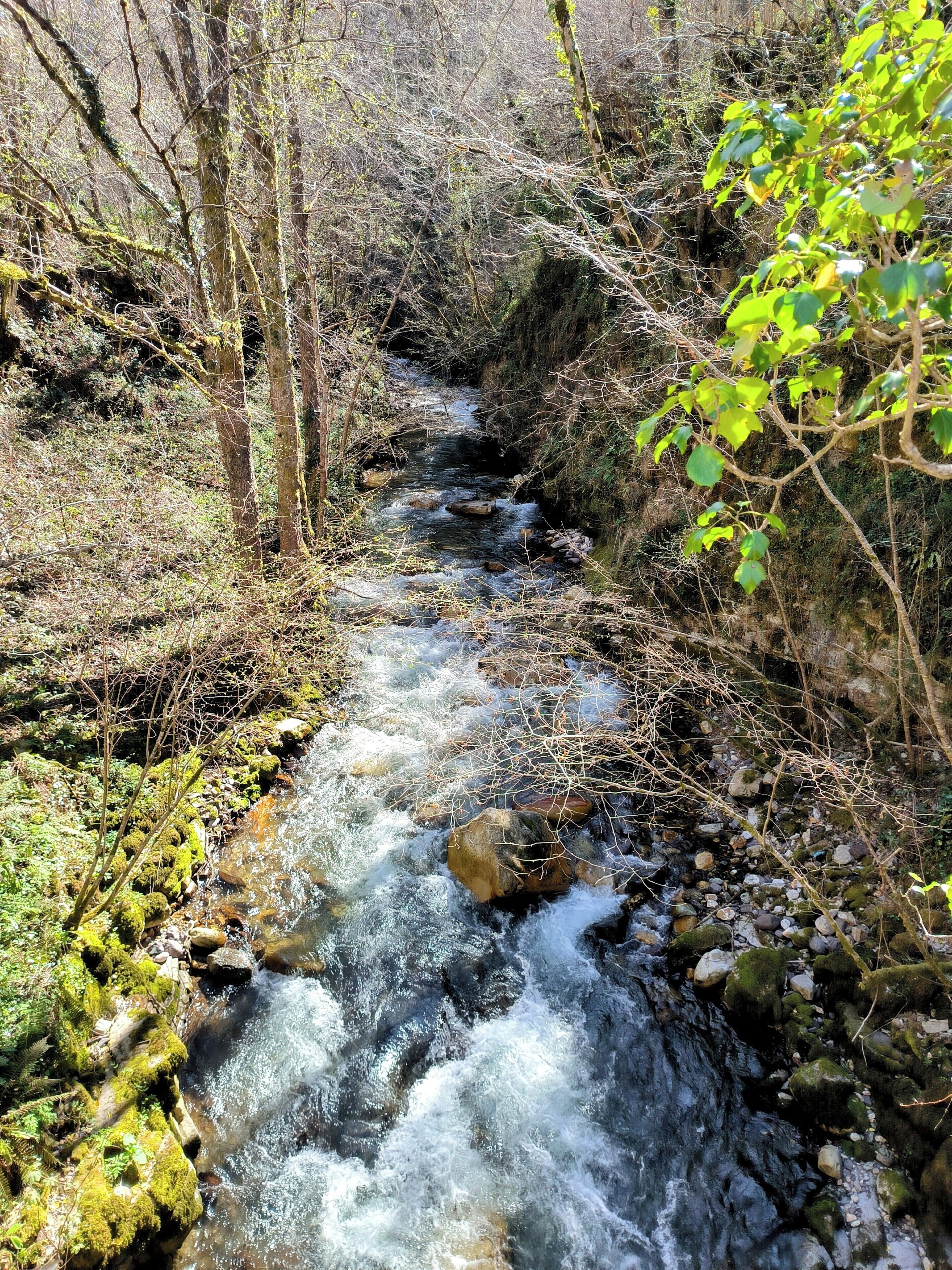 A stream flowing through a forested area with rocks and moss.