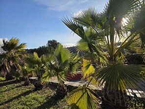 A garden with palm trees and a stone pathway.
