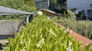 Zona residencial con edificios modernos, una estructura de madera y abundante vegetación.