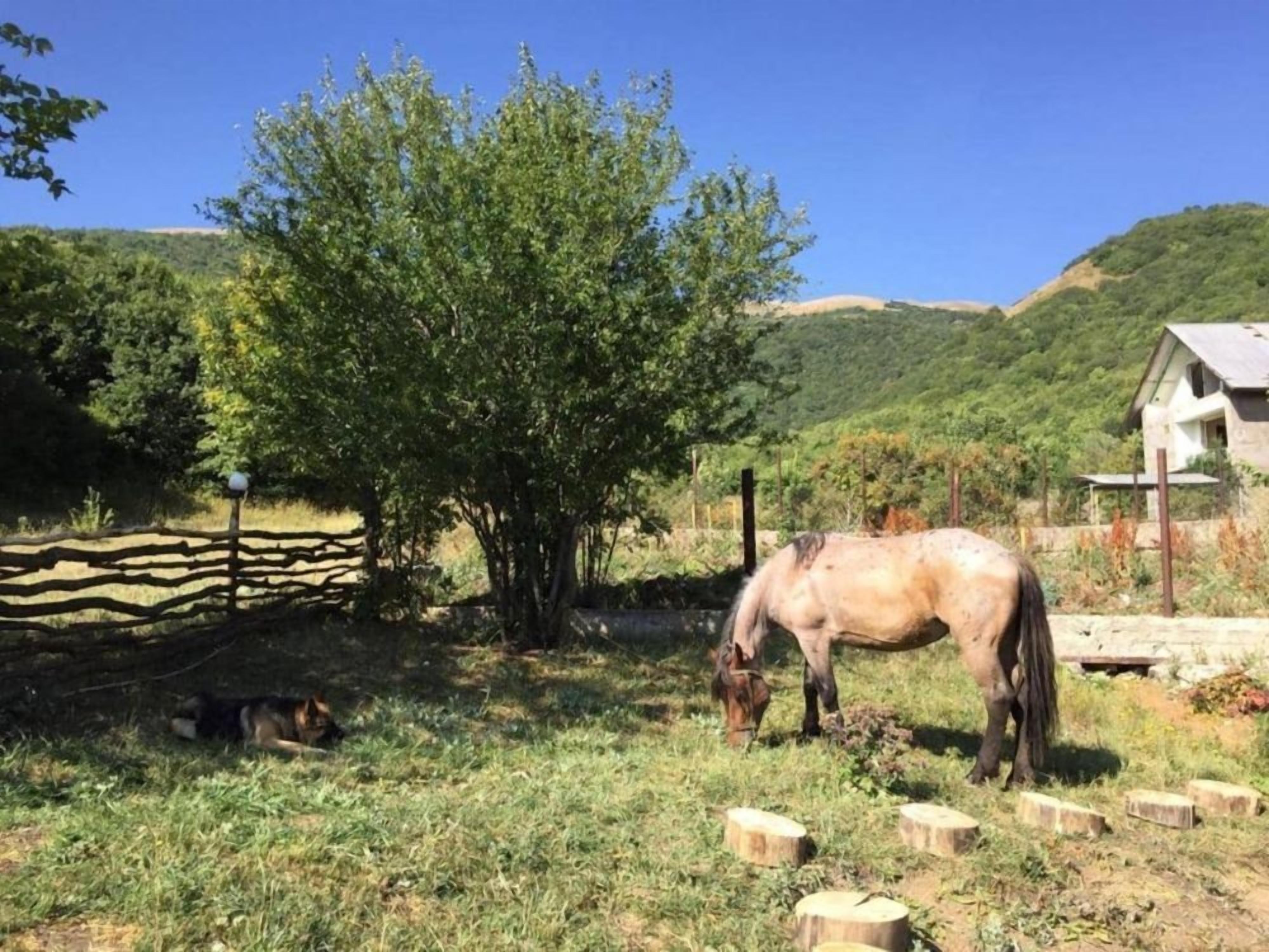 Un cheval broute dans un champ herbeux, avec une clôture en bois et un arbre en arrière-plan.