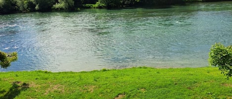 A river with a grassy bank and dense trees in the background.