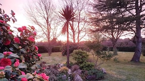 Een tuin met diverse planten en bomen.