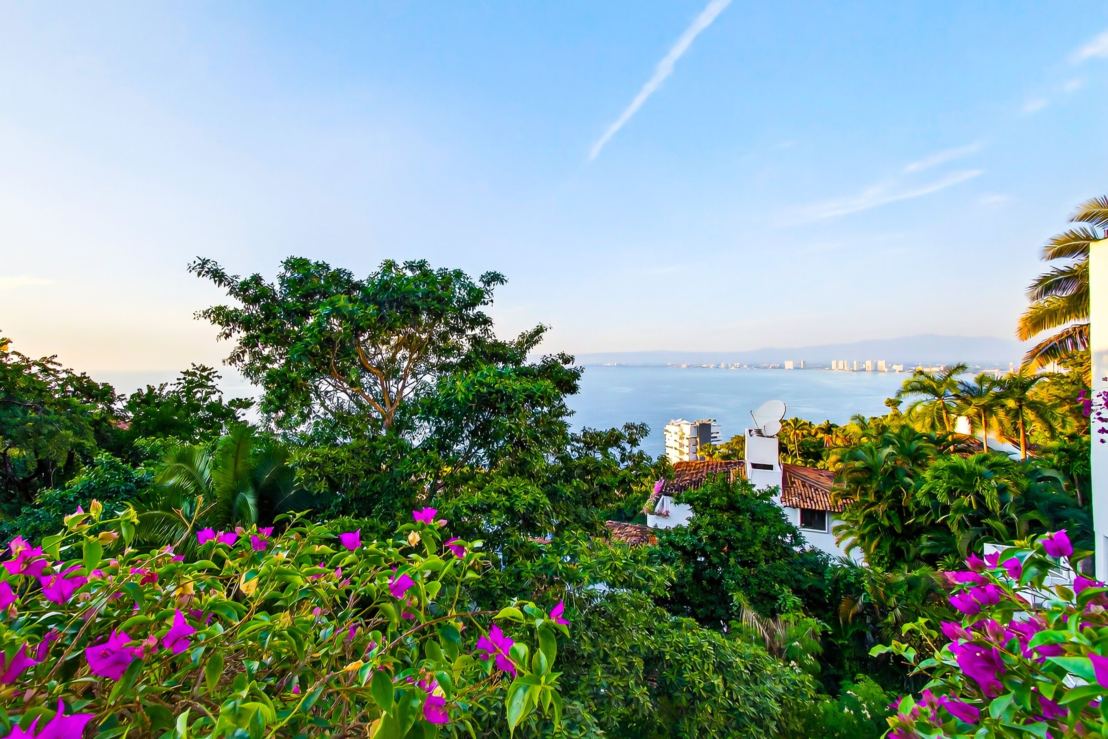Eine Küstenansicht mit üppigem Grün und Bougainvillea-Blüten.