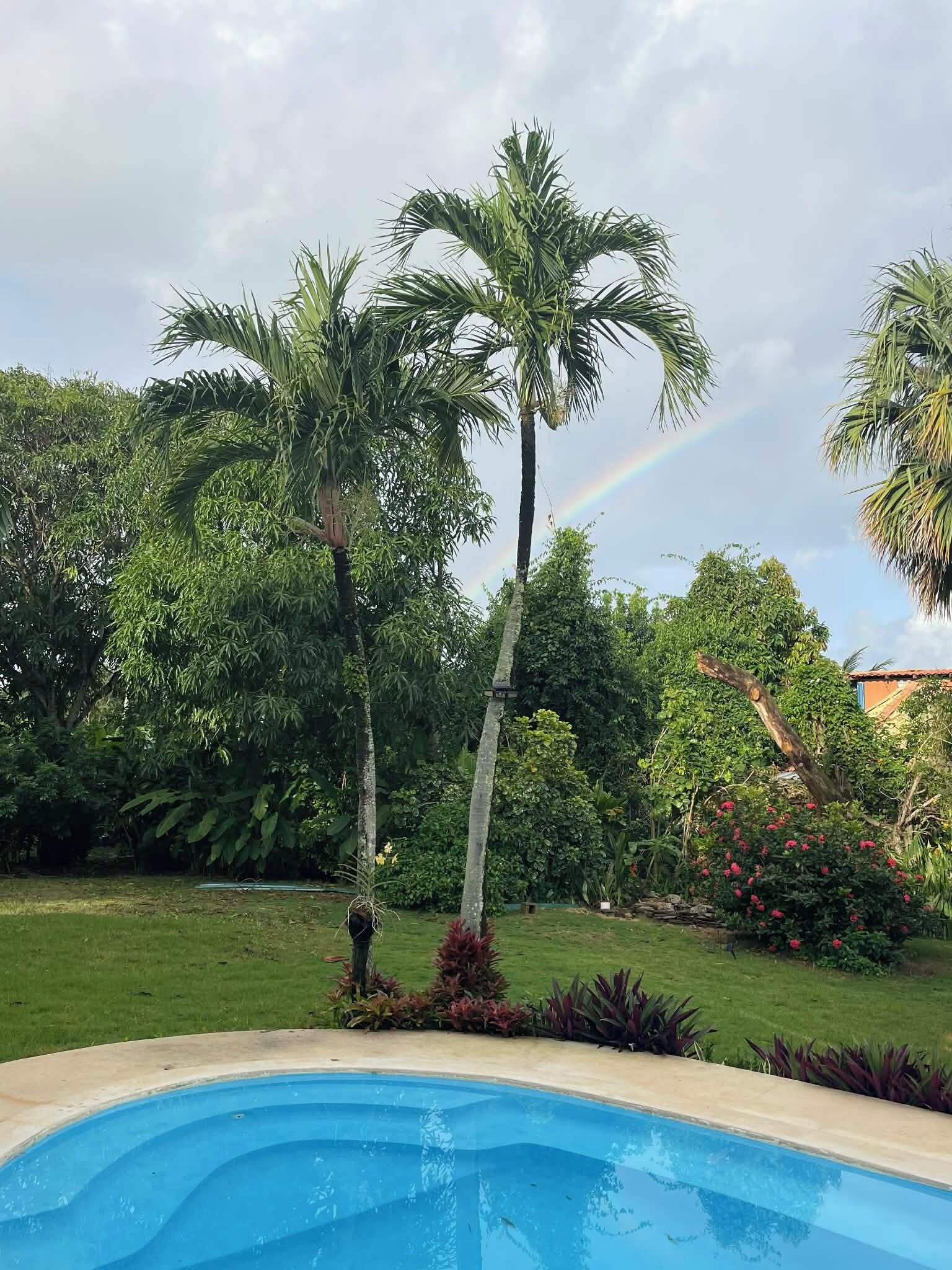 Ein Schwimmbecken, umgeben von üppiger Vegetation und einem Regenbogen.