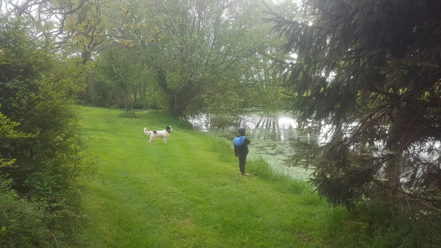 A grassy area with a body of water, trees, and a dog.