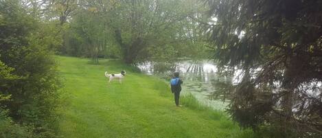 A grassy area with a body of water, trees, and a dog.
