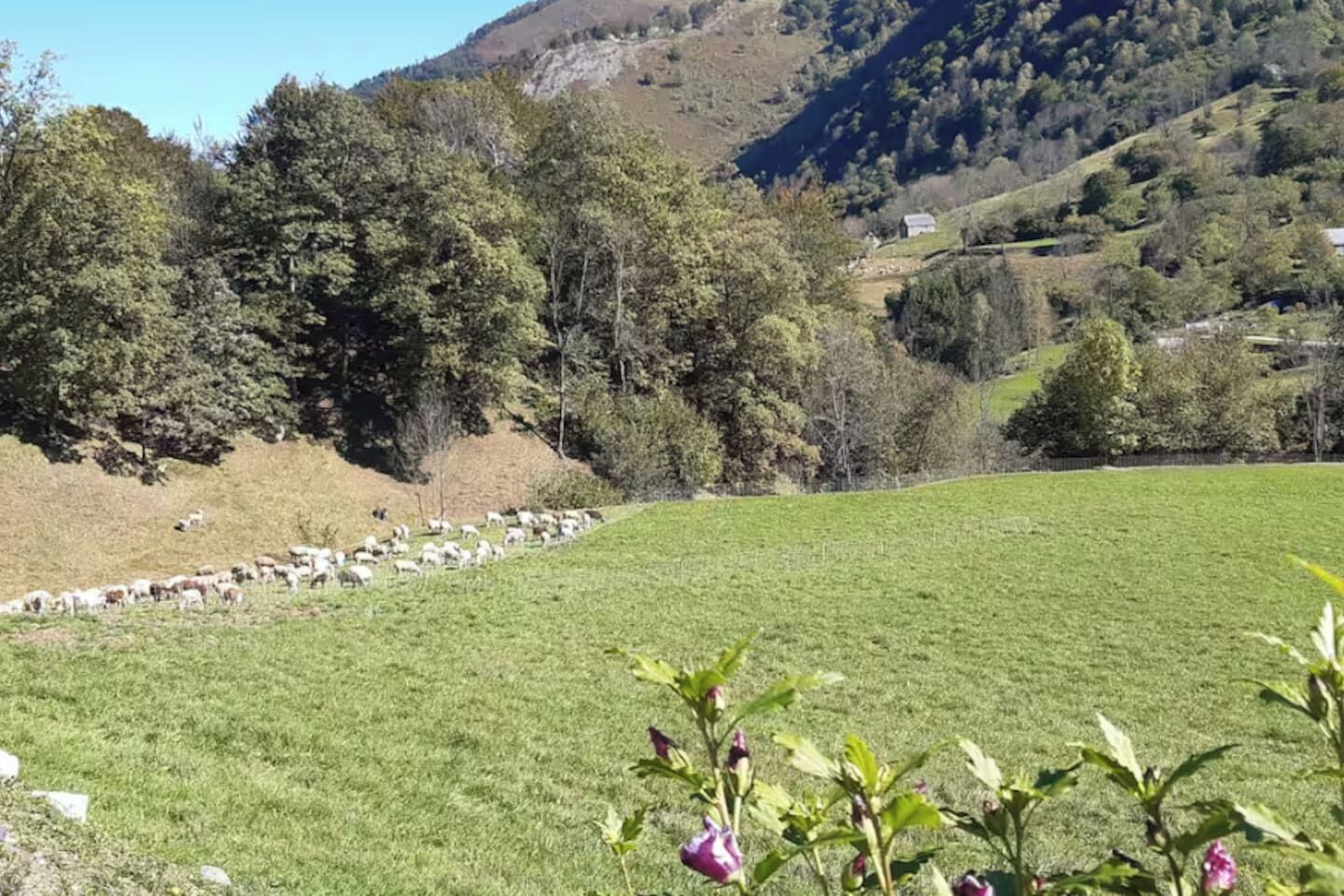 Un prato erboso con un gregge di pecore, alberi e una montagna sullo sfondo.