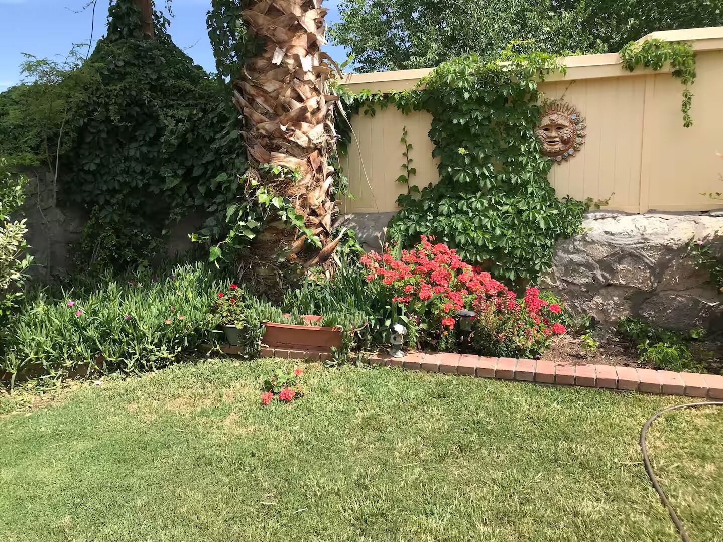 A garden with a palm tree, red flowers, and a stone wall.