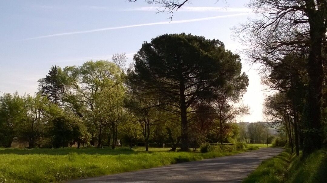 A rural road flanked by trees and grass.