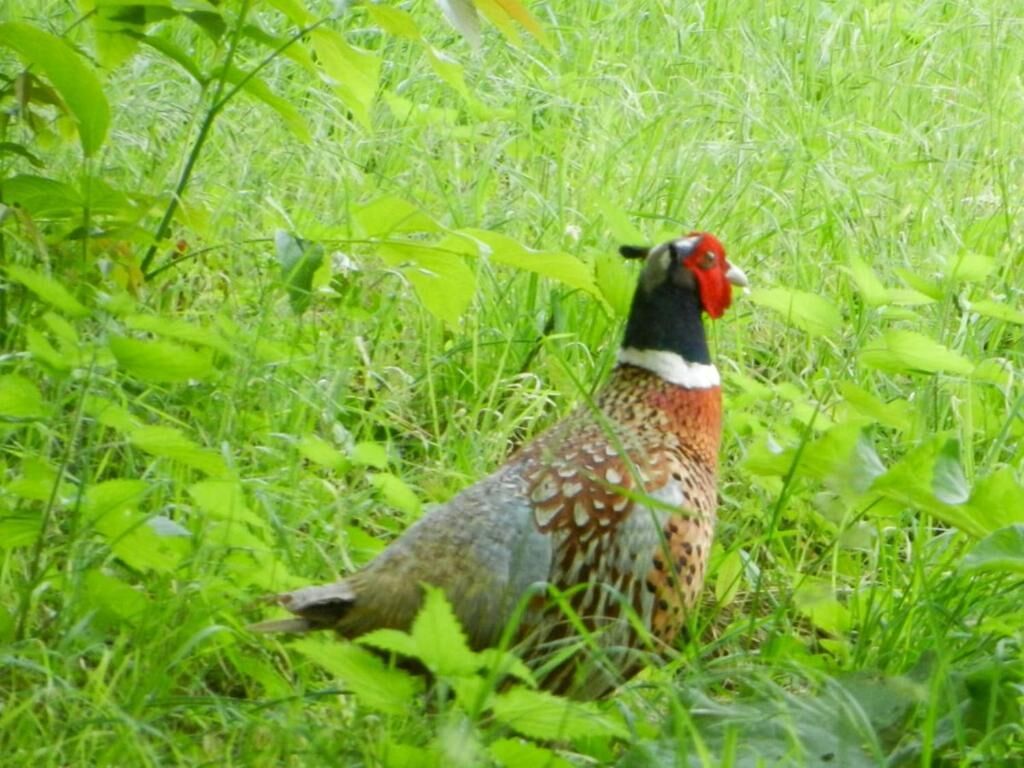A bird in a grassy area.