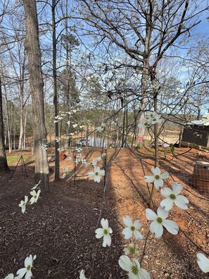 Property grounds - Lake Hartwell 2 bedroom w/ deck & dock!  Plenty of parking for boats on trailers (Anderson)