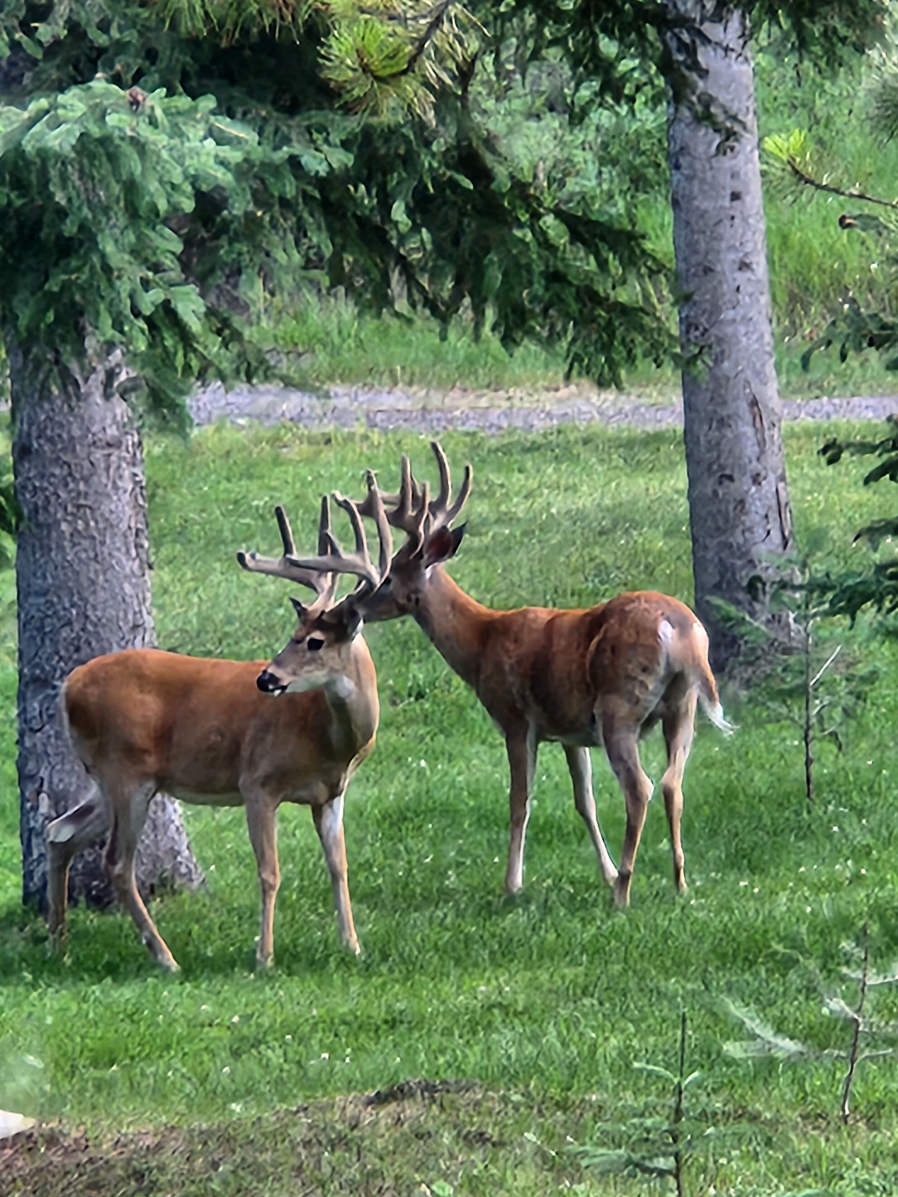 Two deer in a grassy area with trees.