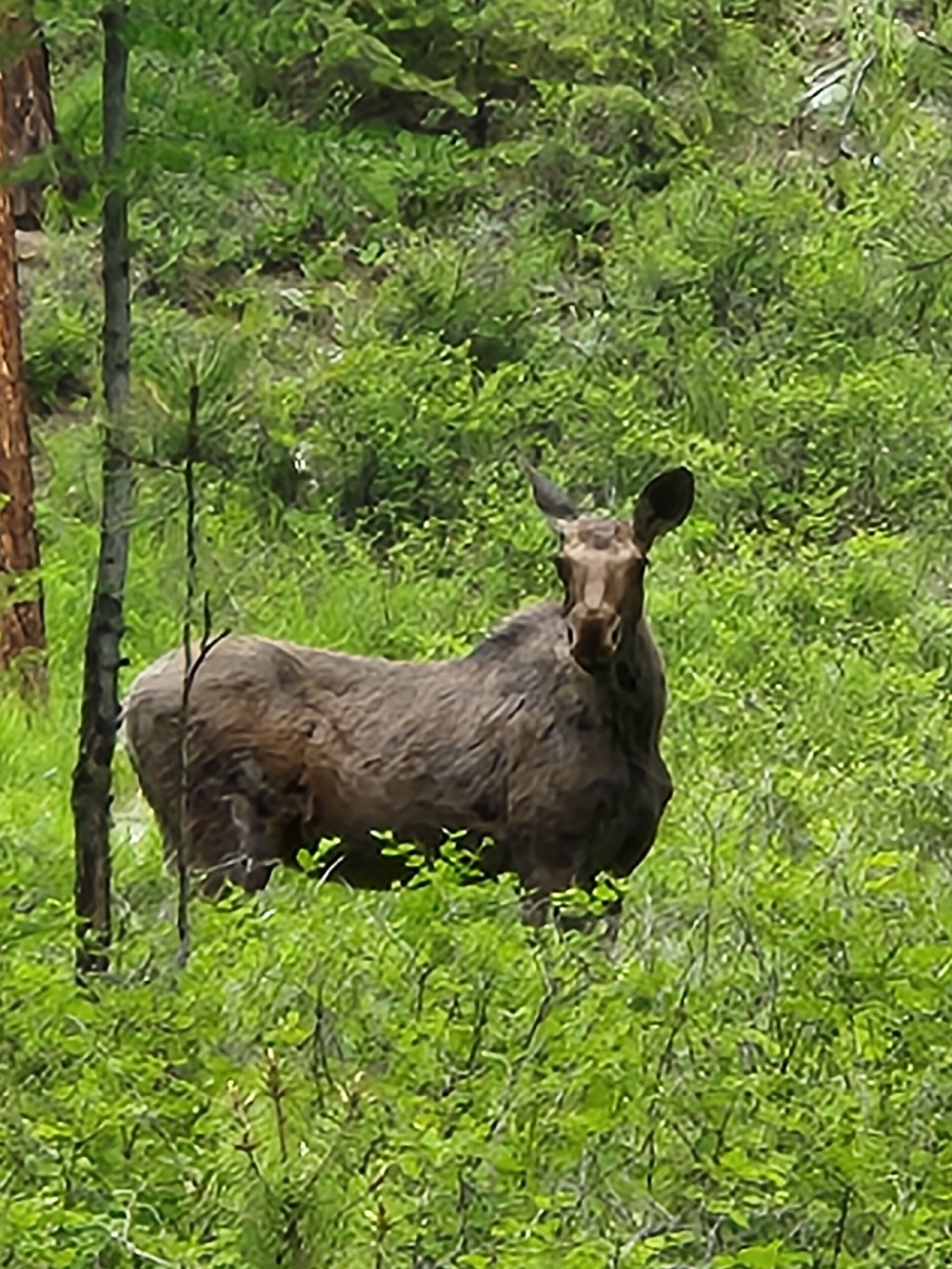 A moose in a dense green forest.