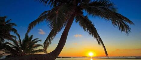 Family Room, Balcony, Courtyard View | Beach | Beach nearby, white sand, beach towels, beach bar