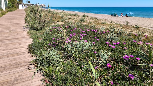 A wooden boardwalk leading to a beach with purple flowers and a clear blue sky. - Moon Beach Garden View (Mijas)