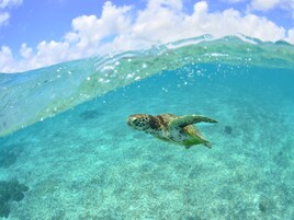Vista clara bajo el agua de una tortuga marina nadando en una masa de agua poco profunda y azul turquesa.