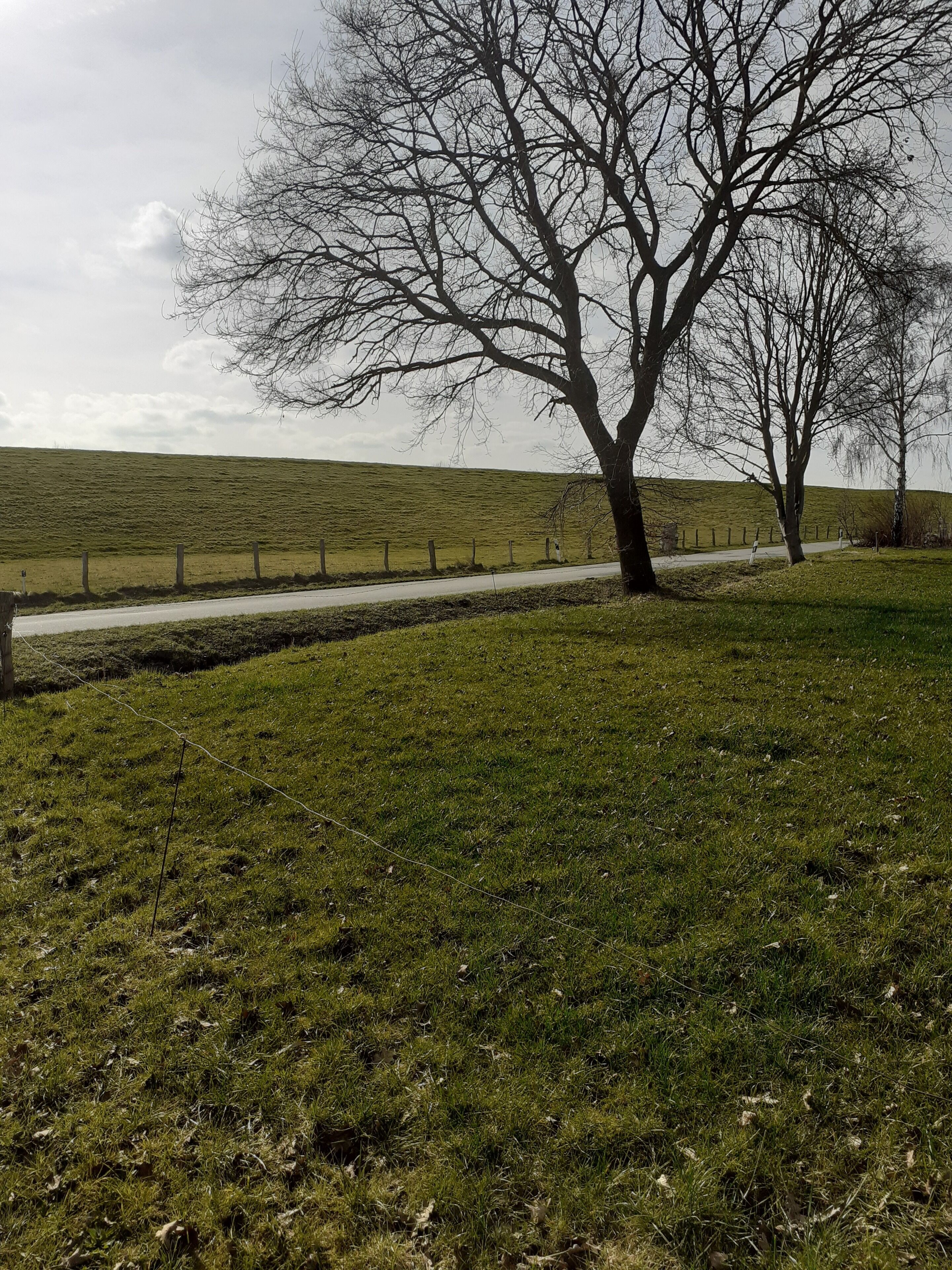 A grassy field with a tree and a fence.
