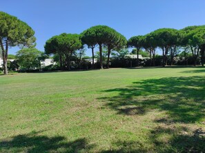 Ein grünes Feld mit Bäumen und einem klaren Himmel.