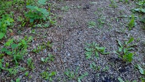 Pyöreä nuotiopaikka, jonka ympärillä on soraa ja vihreää kasvillisuutta.