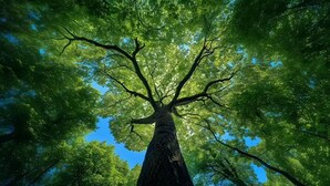 A tall tree with a clear view of its branches and leaves against a blue sky. - spiderSix (Meishan)