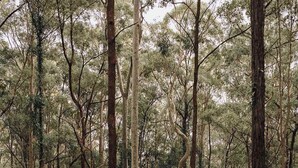 Un área boscosa con una cabaña que tiene una chimenea, rodeada de árboles altos y suelo cubierto de hierba.