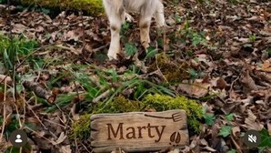 Una cabra de pie sobre el suelo del bosque, con un letrero de madera que dice 'Marty'.