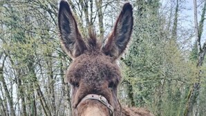 Un burro parado en un área cercada con un letrero de madera que dice 'Punk' frente a él.