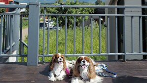 Dos perros en una terraza de madera con barandilla de metal, un edificio con techo triangular y un paisaje montañoso al fondo.