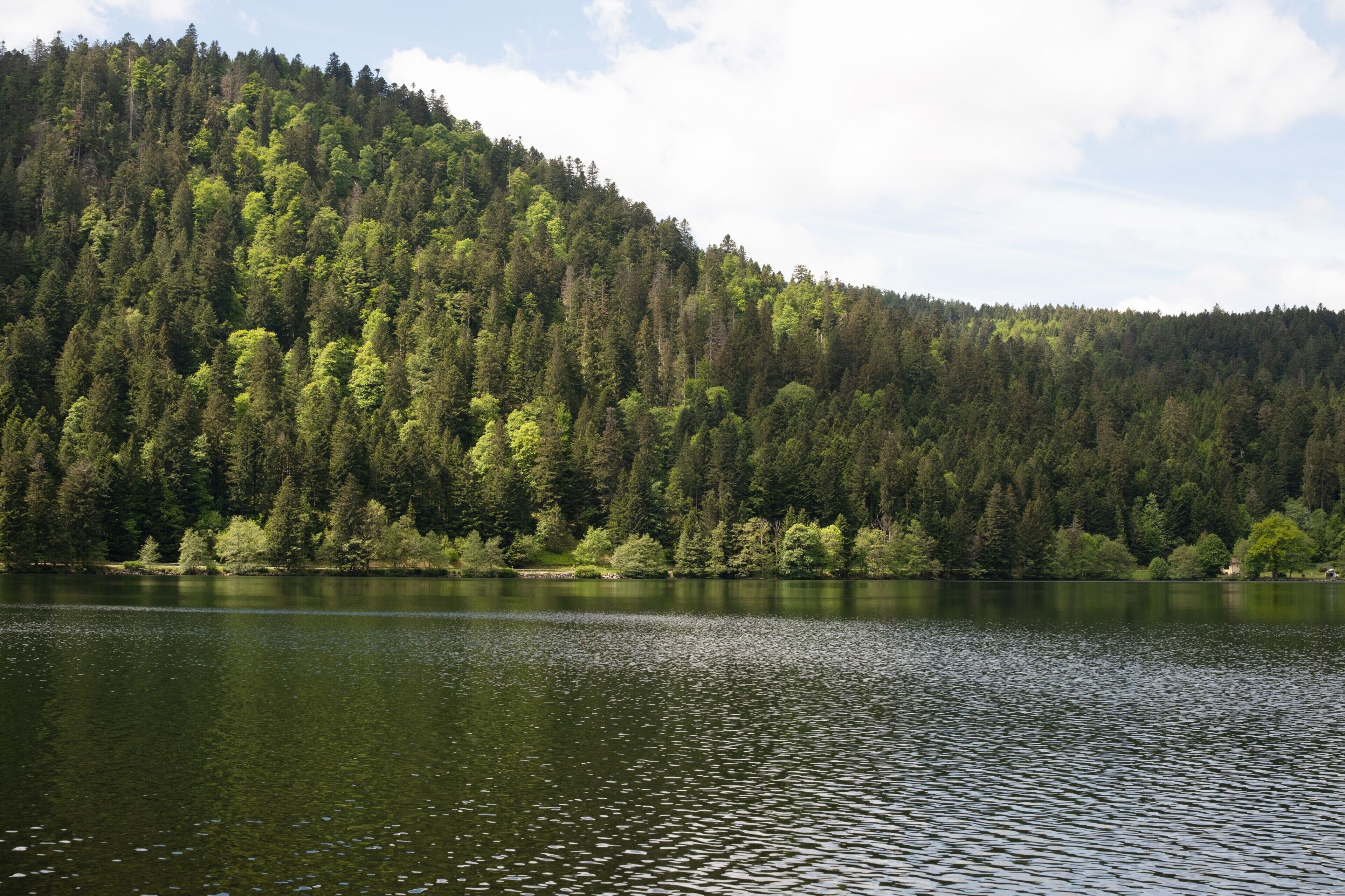 Un lac entouré d’une forêt dense.