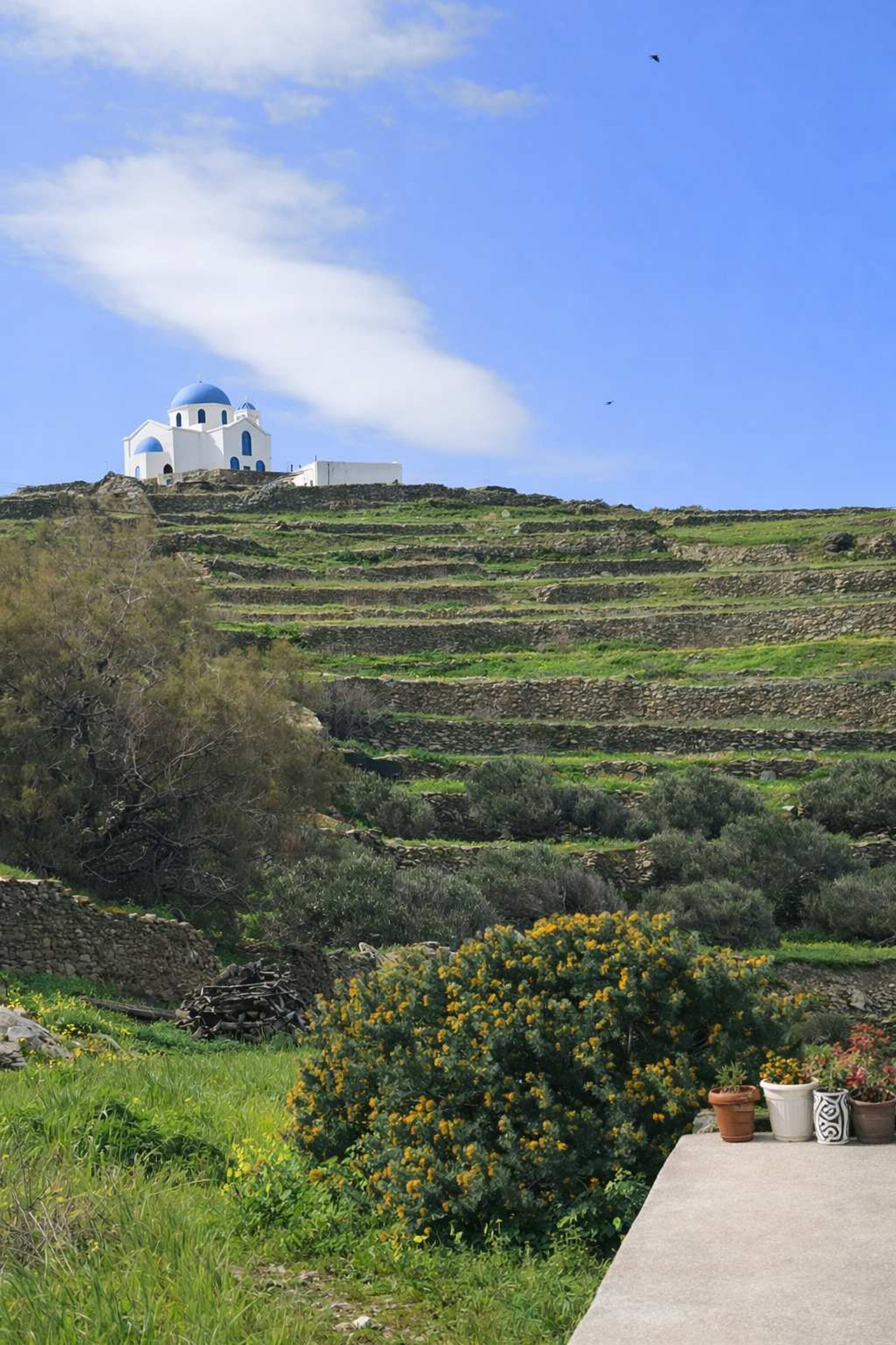 Un edificio blanco con cúpulas azules en una ladera, rodeado de campos en terrazas y plantas en macetas.