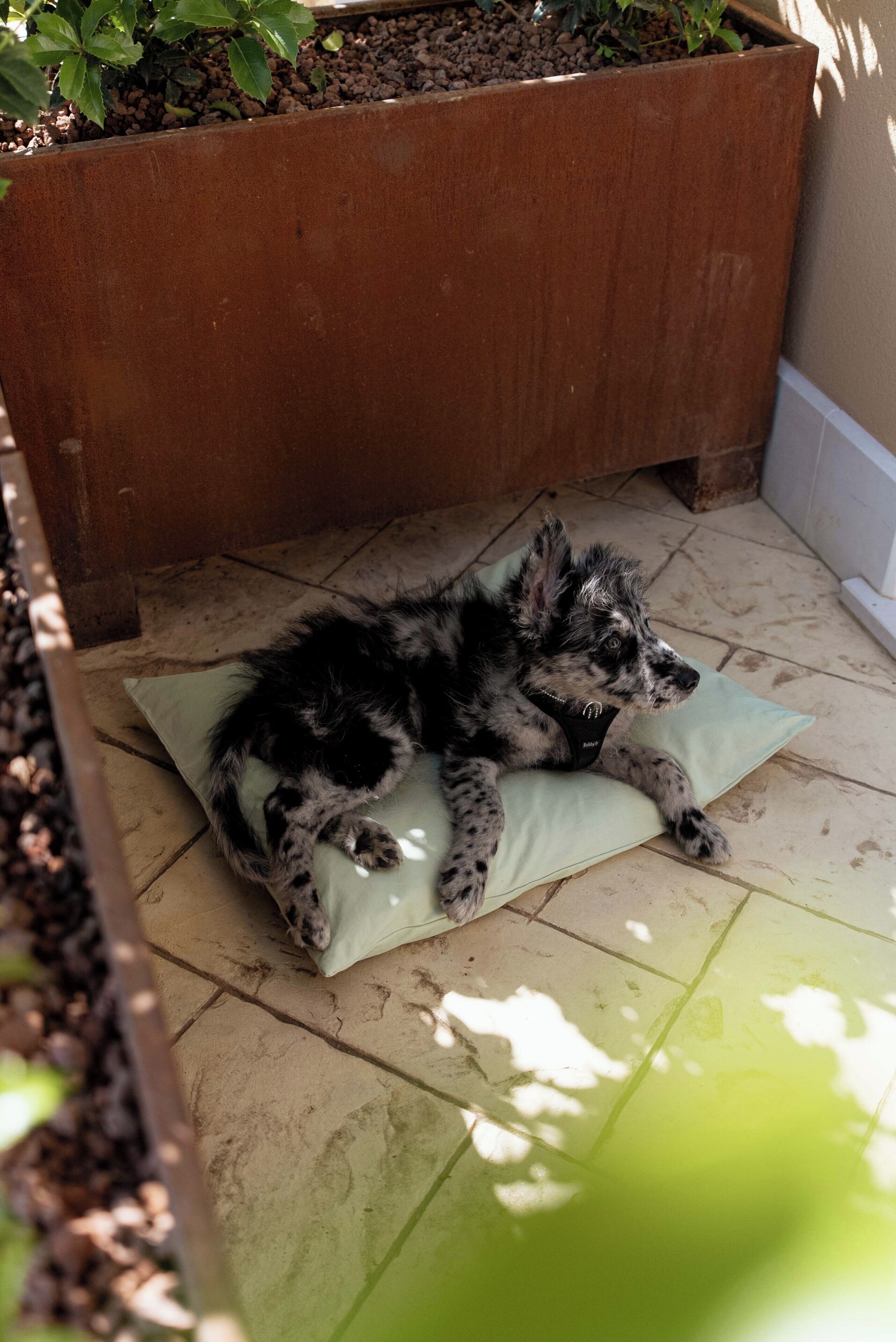 Ein Hund liegt auf einem Kissen in einer Ecke, neben einem Blumentopf auf Fliesenboden.