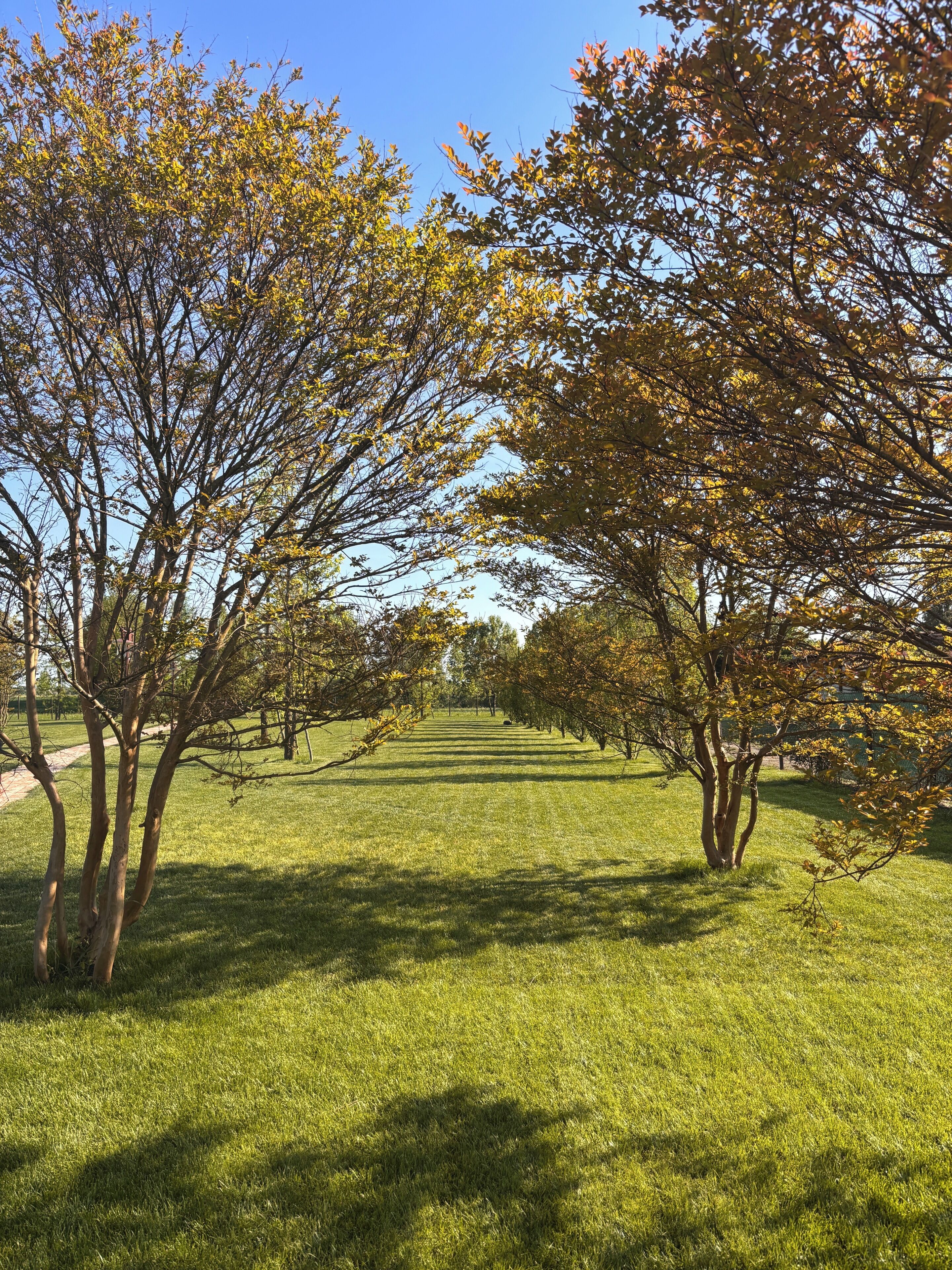 A park with trees and a grassy path.