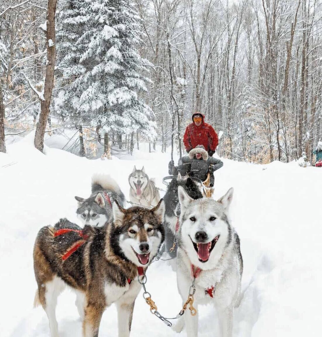 A snowy landscape with a person in a red jacket riding a sled pulled by huskies.