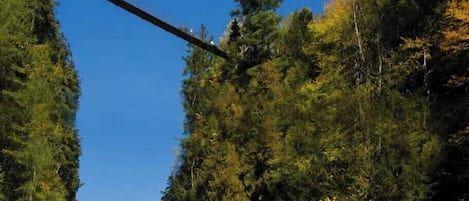 Un puente colgante con gente caminando, rodeado de un bosque denso.