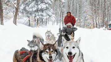 A snowy landscape with a person in a red jacket riding a sled pulled by huskies.