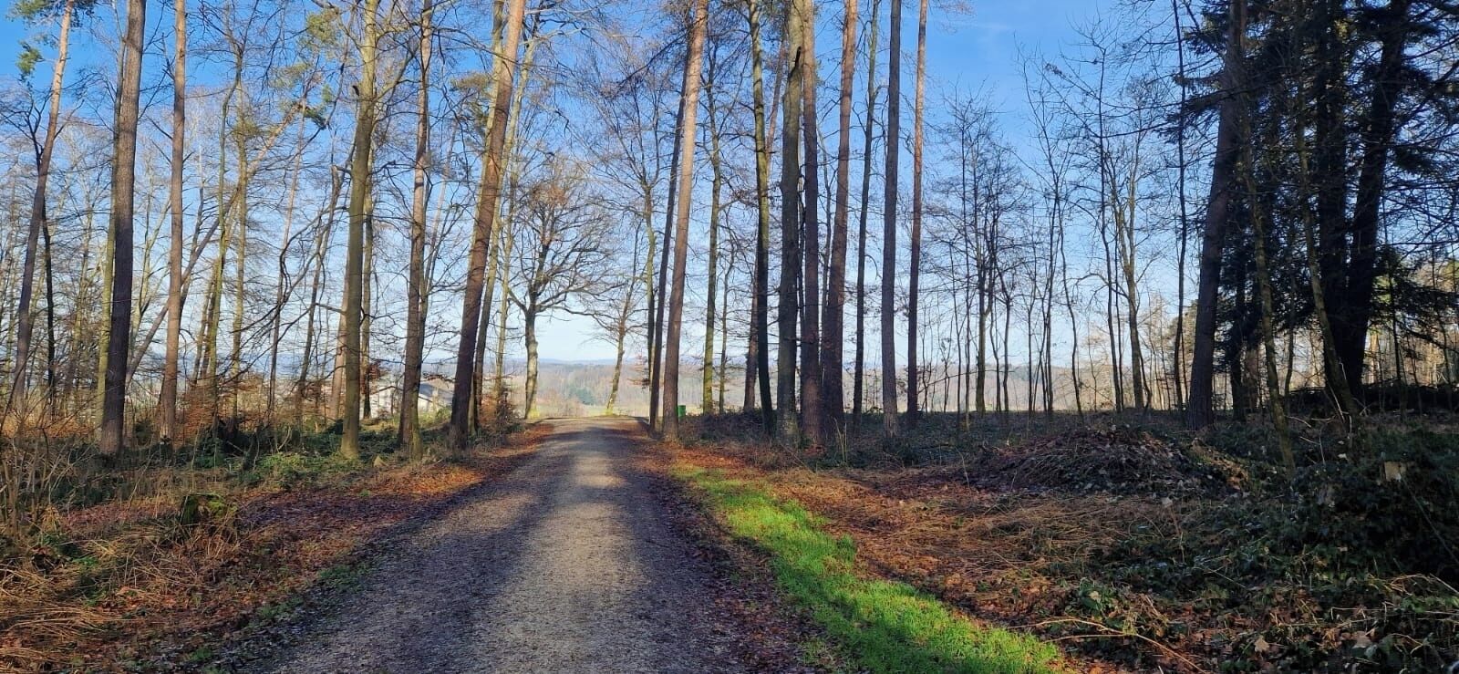 Un camino rural bordeado por altos árboles que se extiende hasta lo lejos.